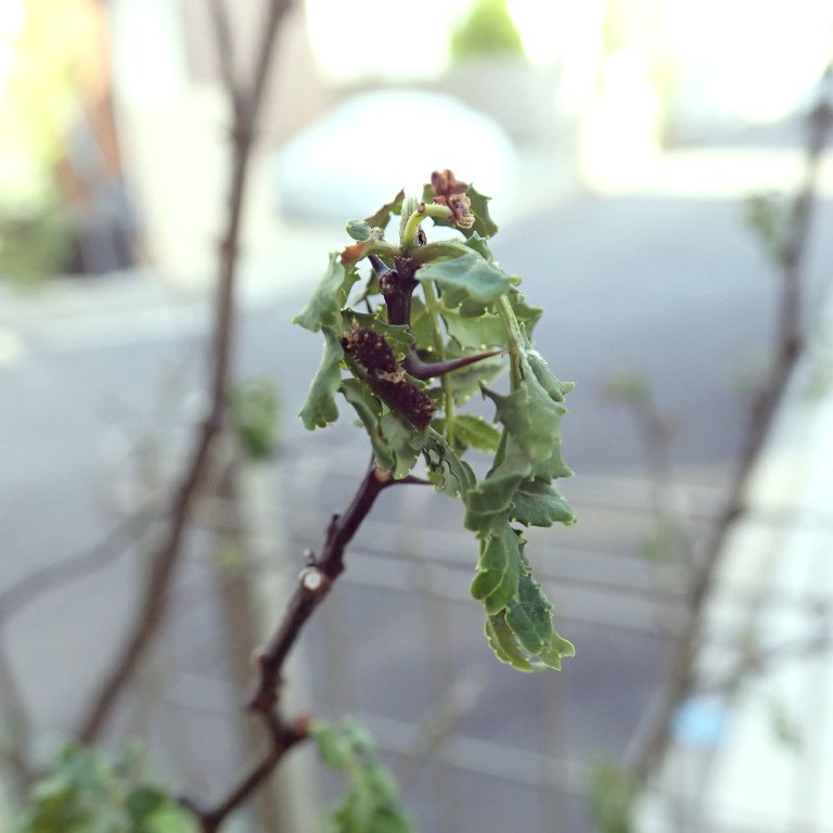 �A�Q�n�c��