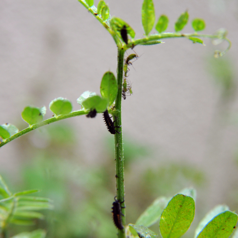 �e���g�E���V�c��