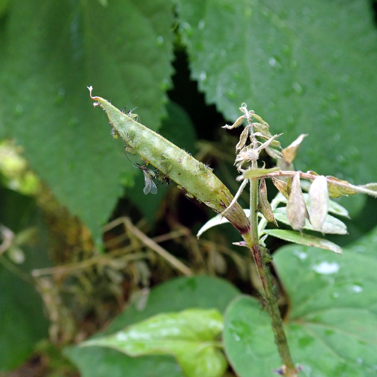 �e���g�E���V�c��