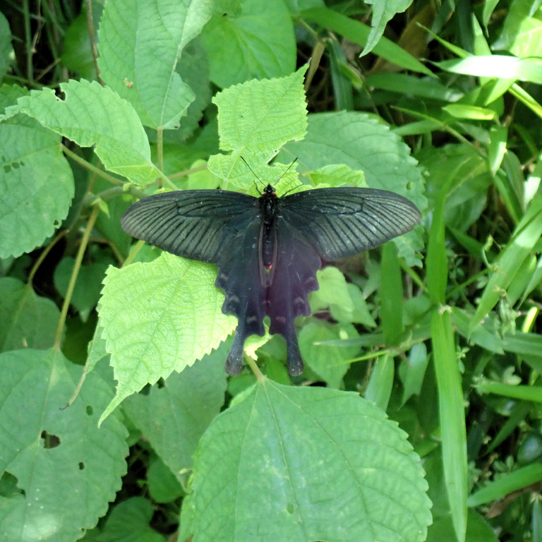 �W���R�E�A�Q�n