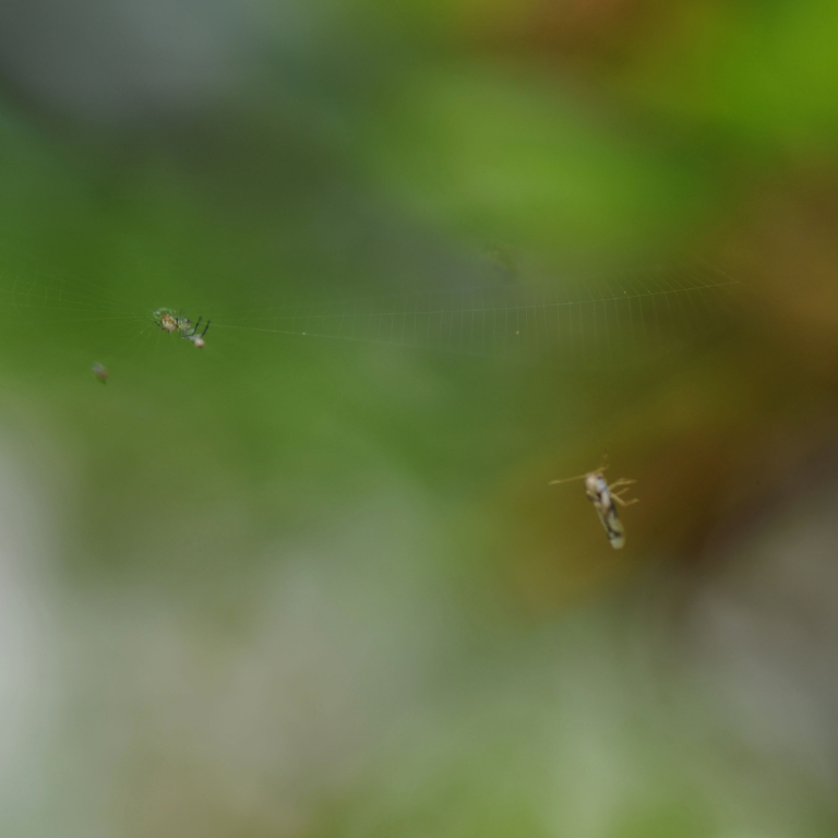 �W�����E�O��