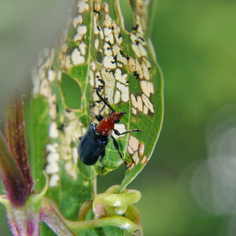 ���}�C���n���V