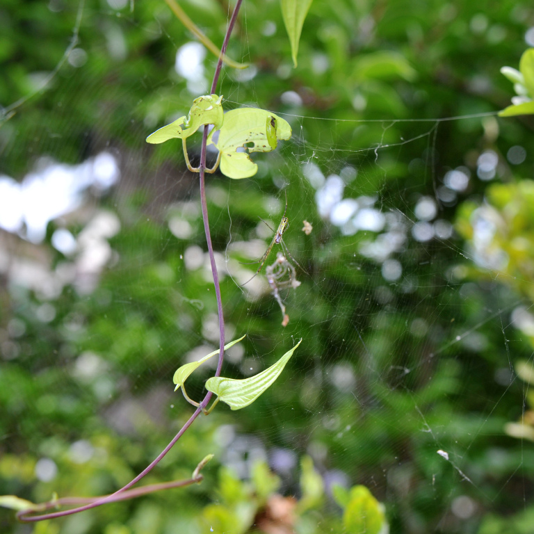 �W�����E�O��