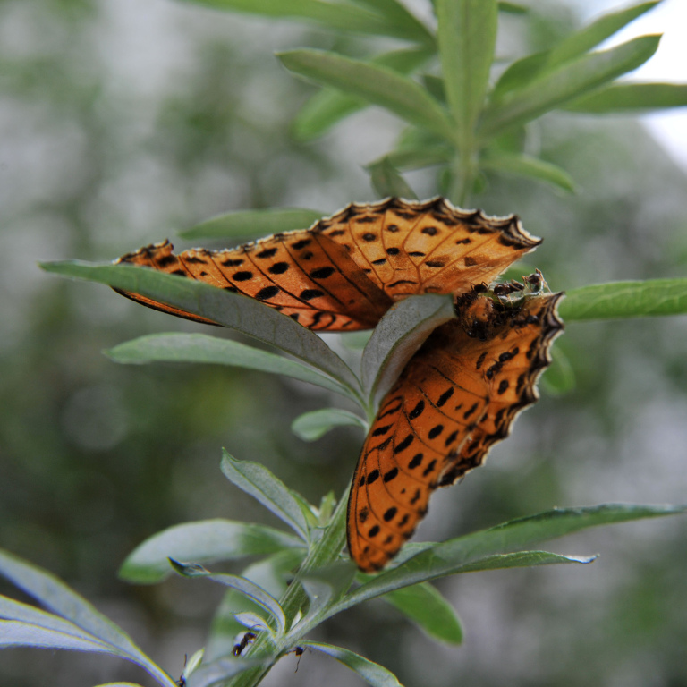 �c�}�O���q���E����