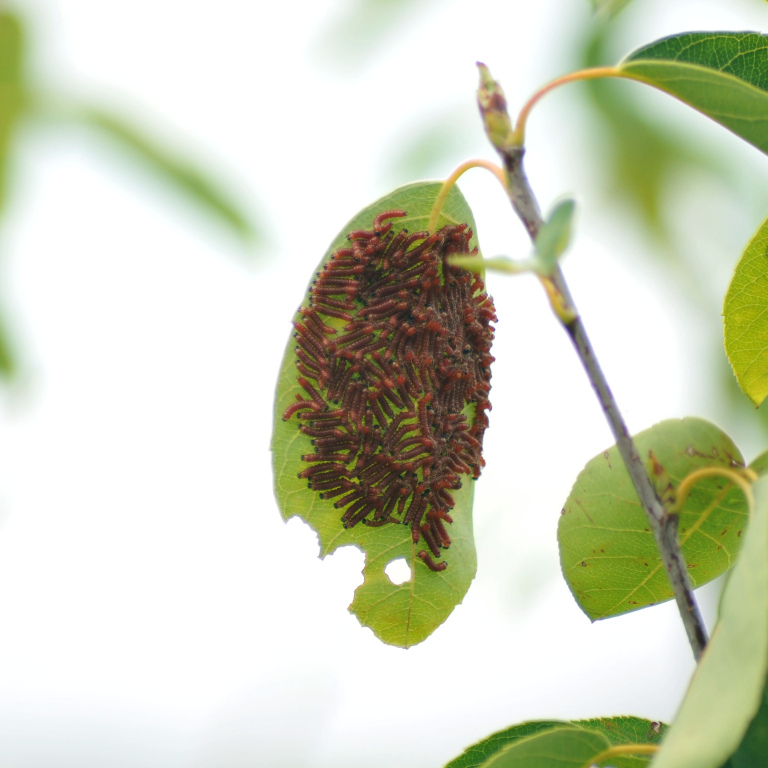 �����N���V���`�z�R