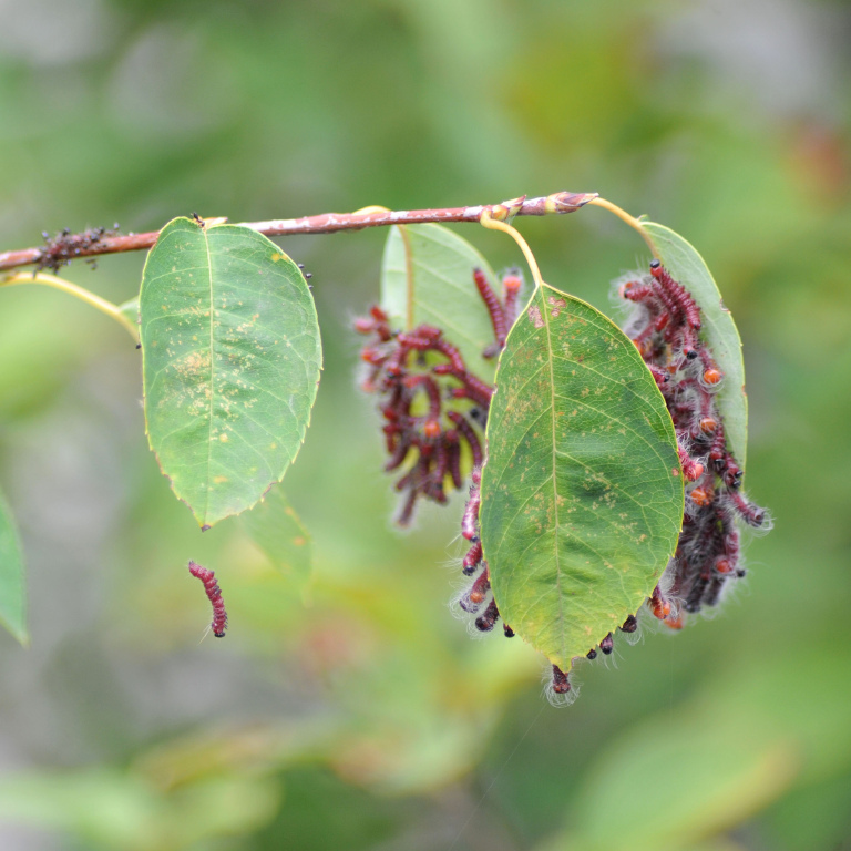 �����N���V���`�z�R