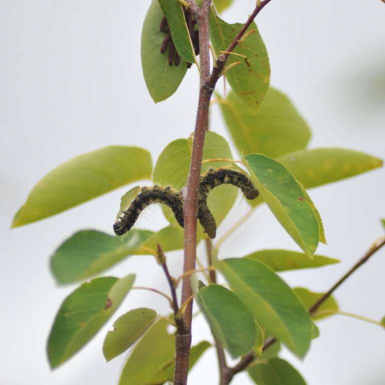 �����N���V���`�z�R