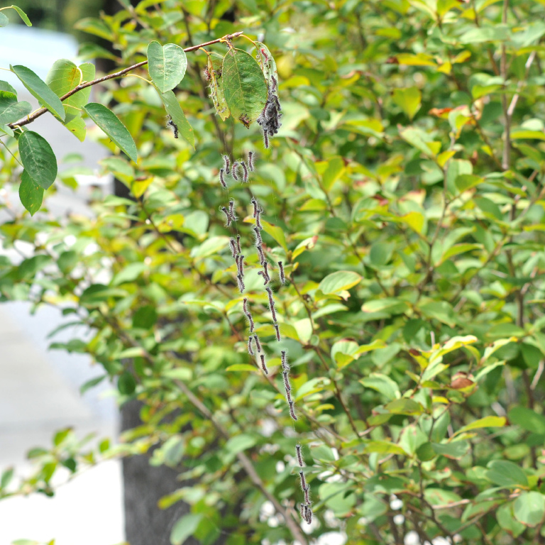 �����N���V���`�z�R