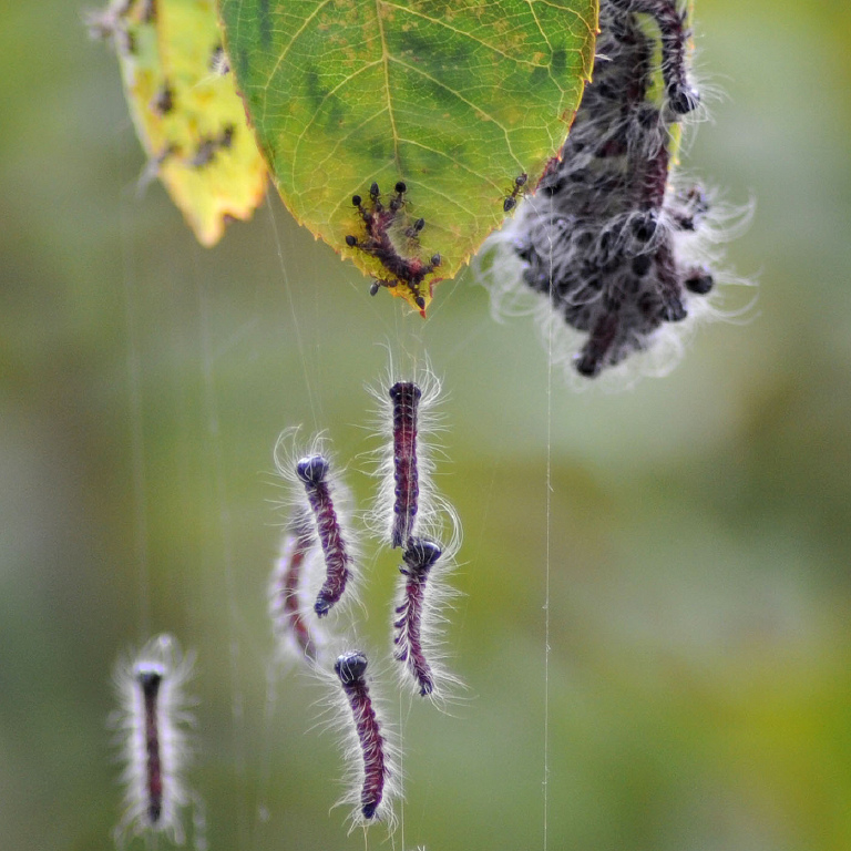 �����N���V���`�z�R