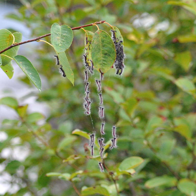 �����N���V���`�z�R