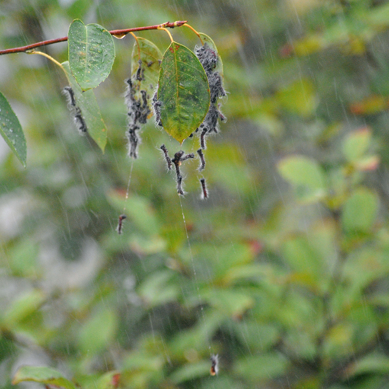 �����N���V���`�z�R