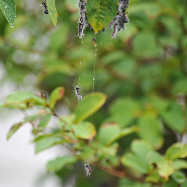 �����N���V���`�z�R