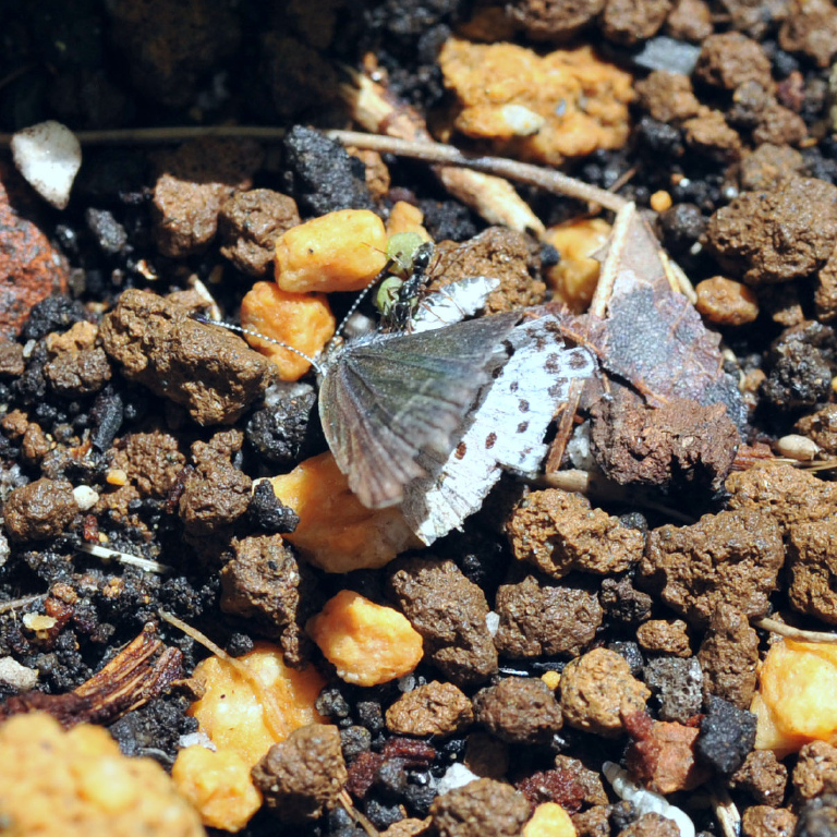 ���}�g�V�W�~�ƃA��