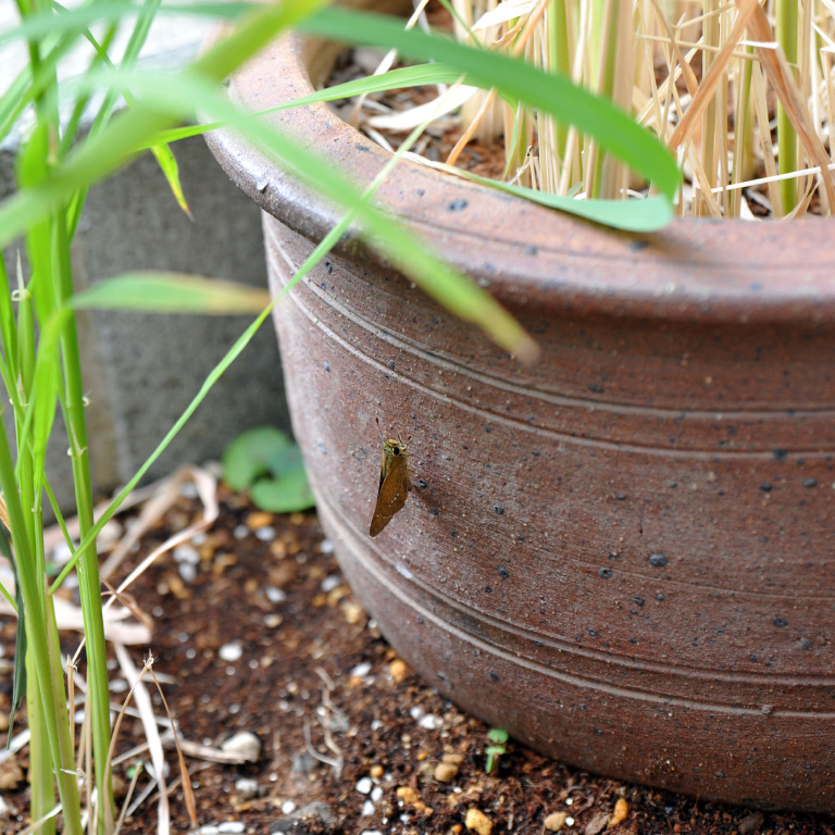 �C�`�����W�Z�Z��