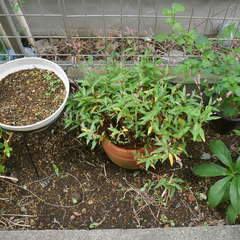 �A�J�}���}