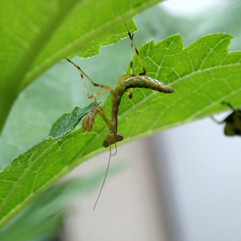 �n���r���J�}�L��