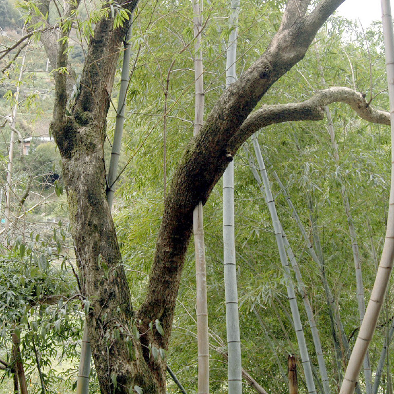 �|�Ɋт��ꂽ��