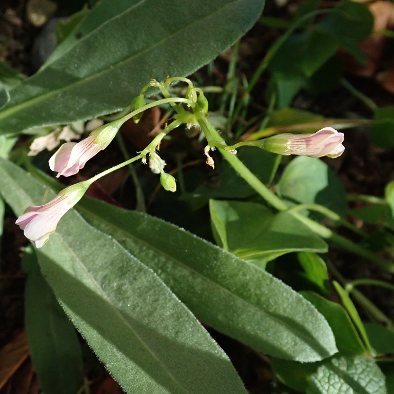 �����T�L�J�^�o�~