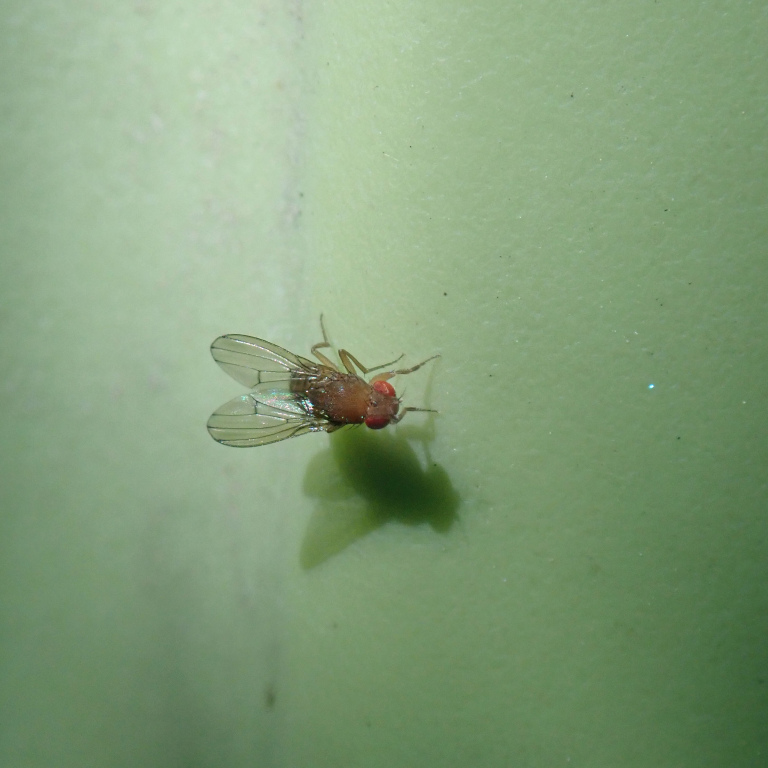 �V���E�W���E�o�G