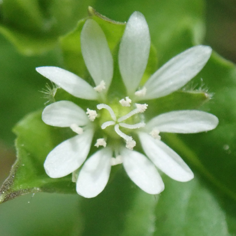 �E�V�n�R�x