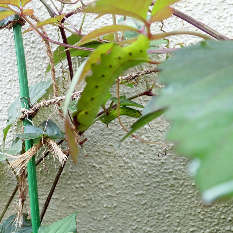 �u�h�E�X�Y��