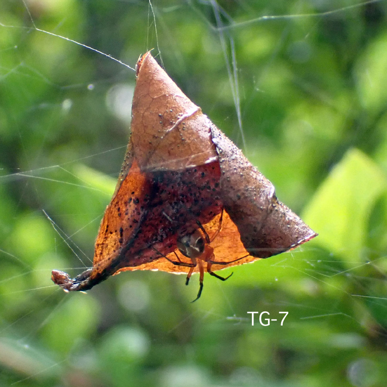 �q���O��