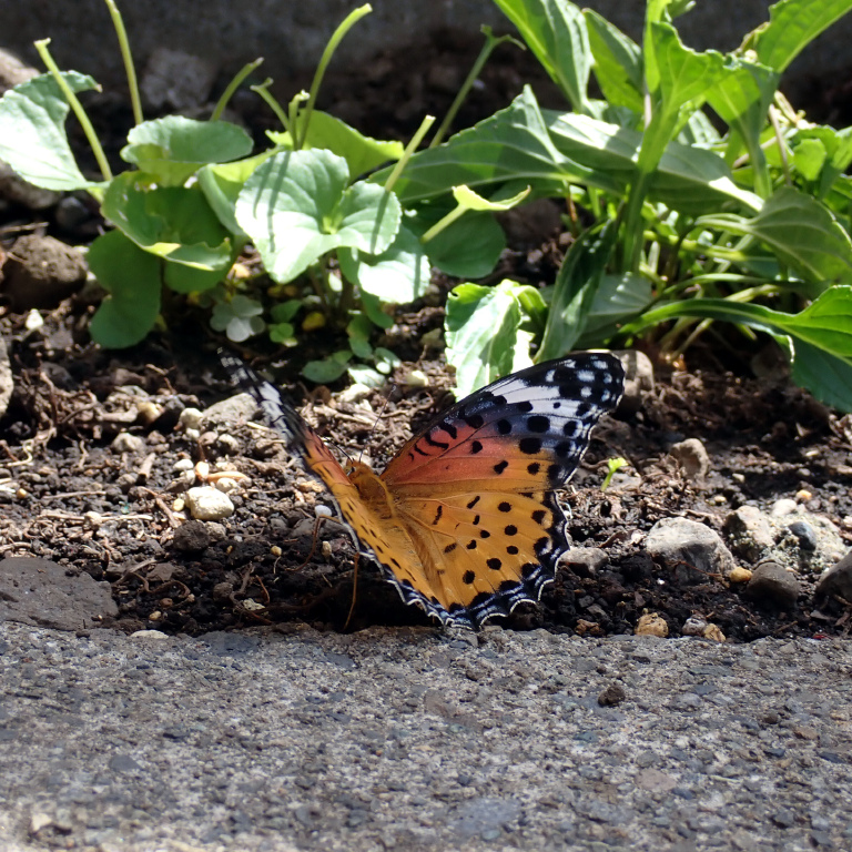 �c�}�O���q���E����