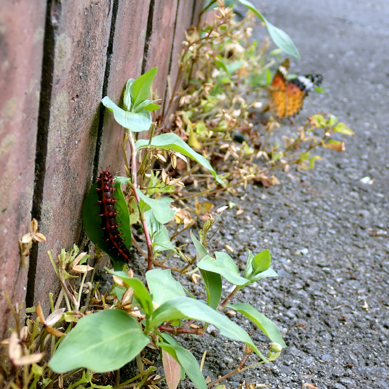 �c�}�O���q���E����