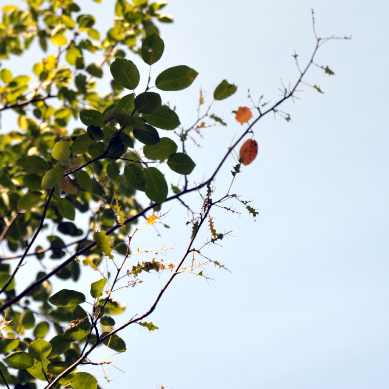 �W���[���x���[