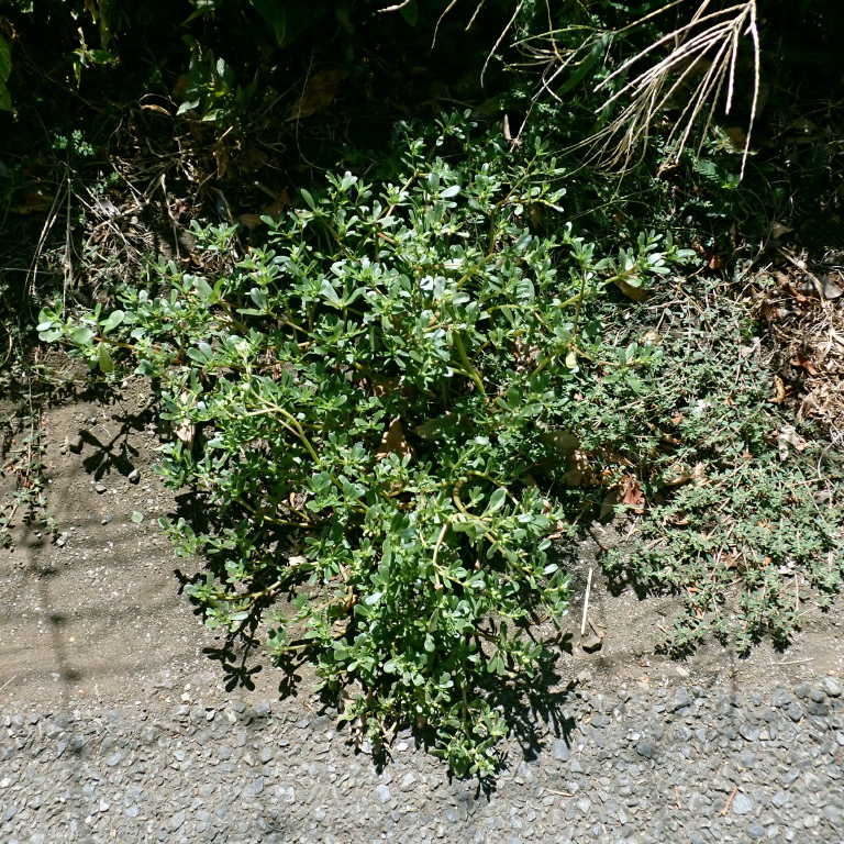 �X�x���q��