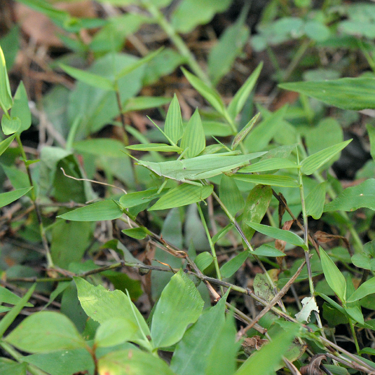 �I���u�o�b�^