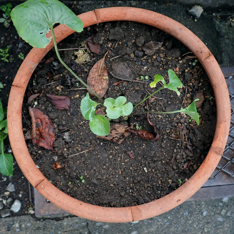 �A�����J�X�~���T�C�V��