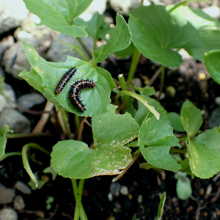 �c�}�O���q���E����