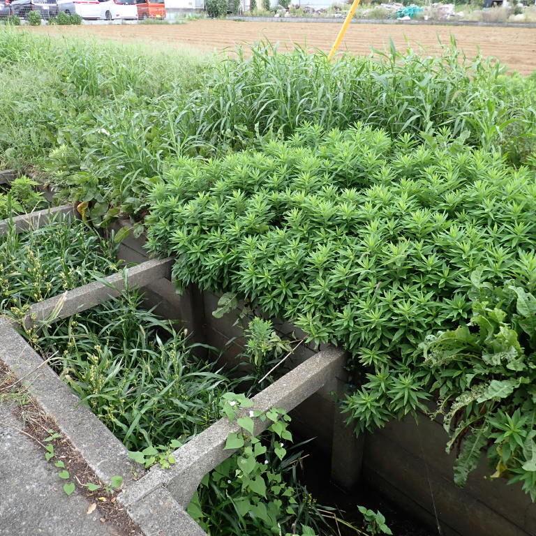 �Z�C�^�J�A���_�`�\�E�ƃW���Y�_�}