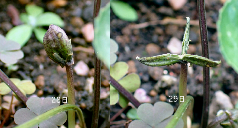 �A�����J�X�~���T�C�V��