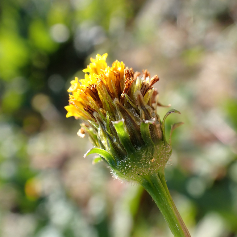 �i�i�z�V�e���g�E