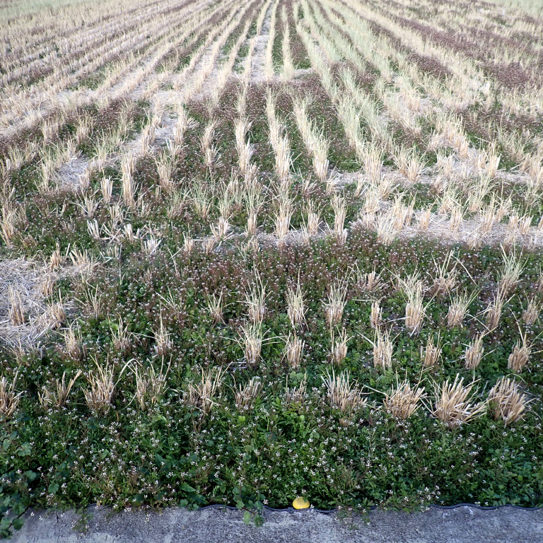 �^�l�c�P�o�i