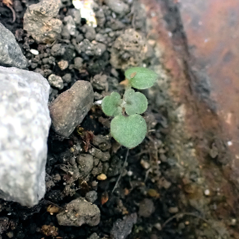 �^�l�c�P�o�i