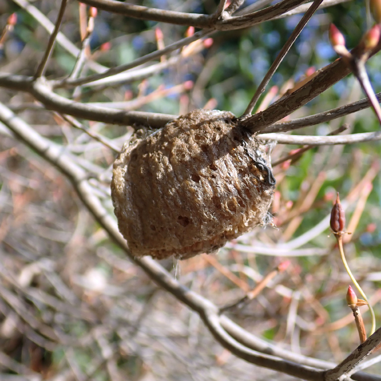 �I�I�J�}�L���̗�