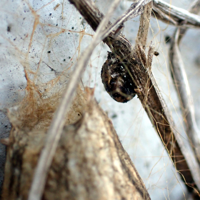 �e���g�E���V