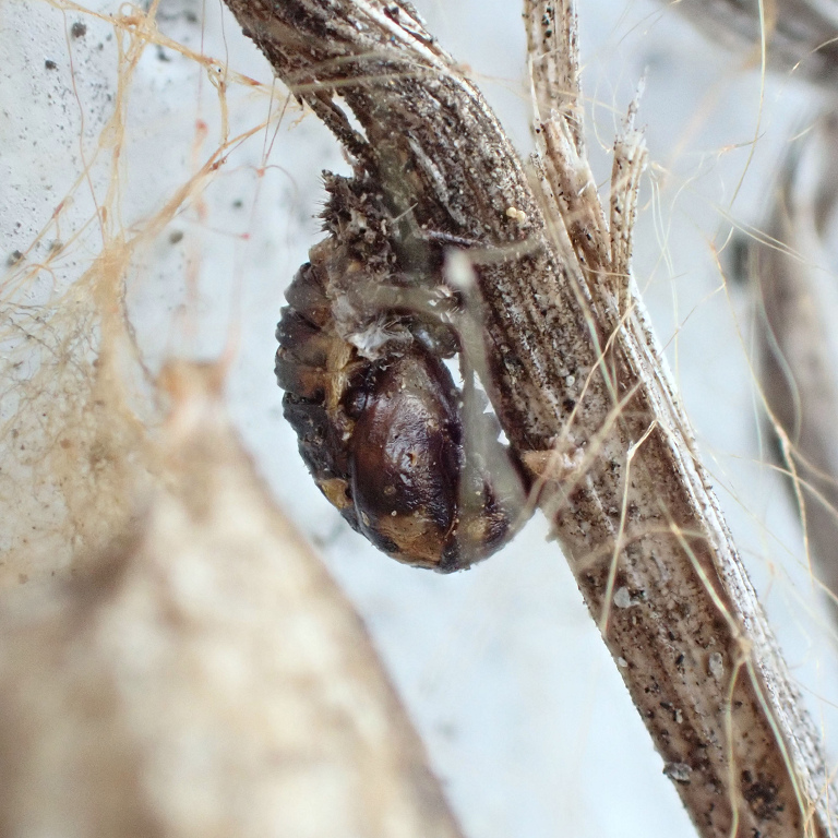 �e���g�E���V