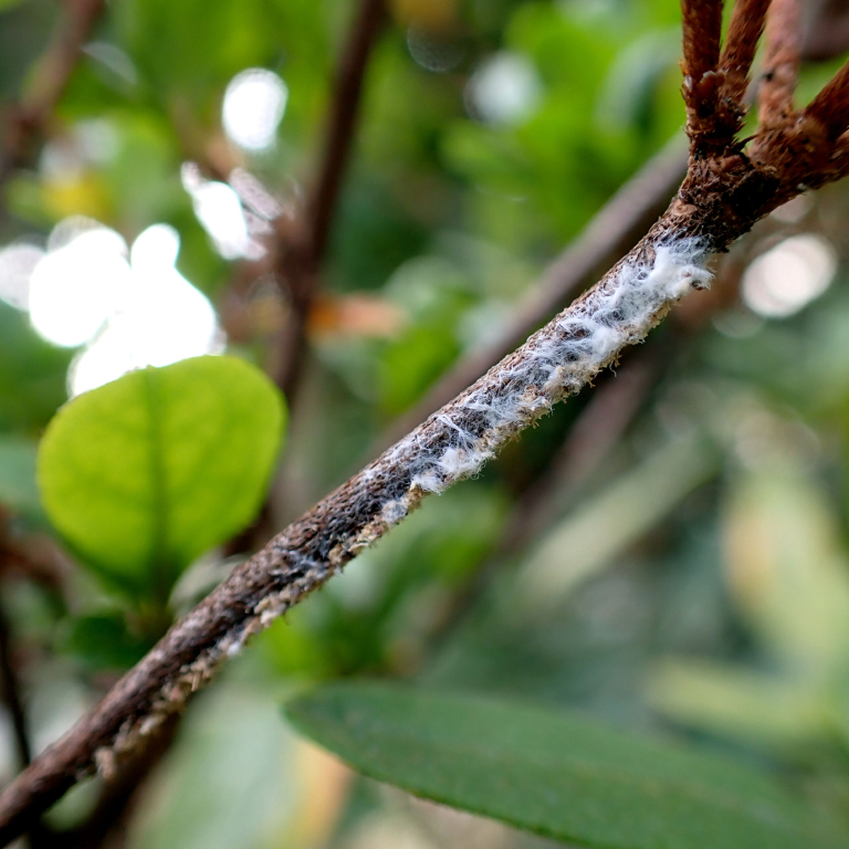 �`���E�S�N�A�~�K�T�n�S�����Y����