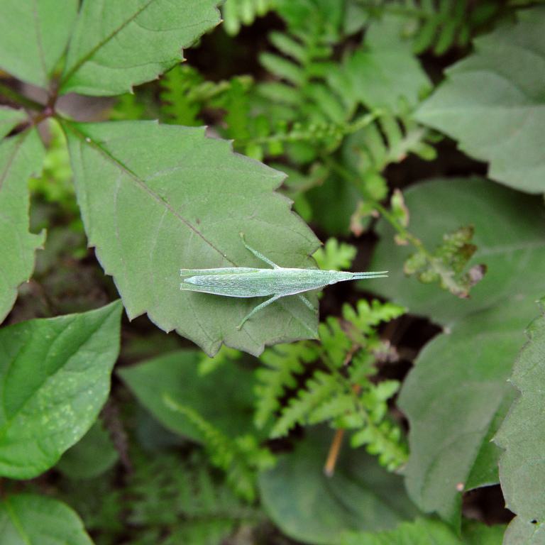 �I���u�o�b�^