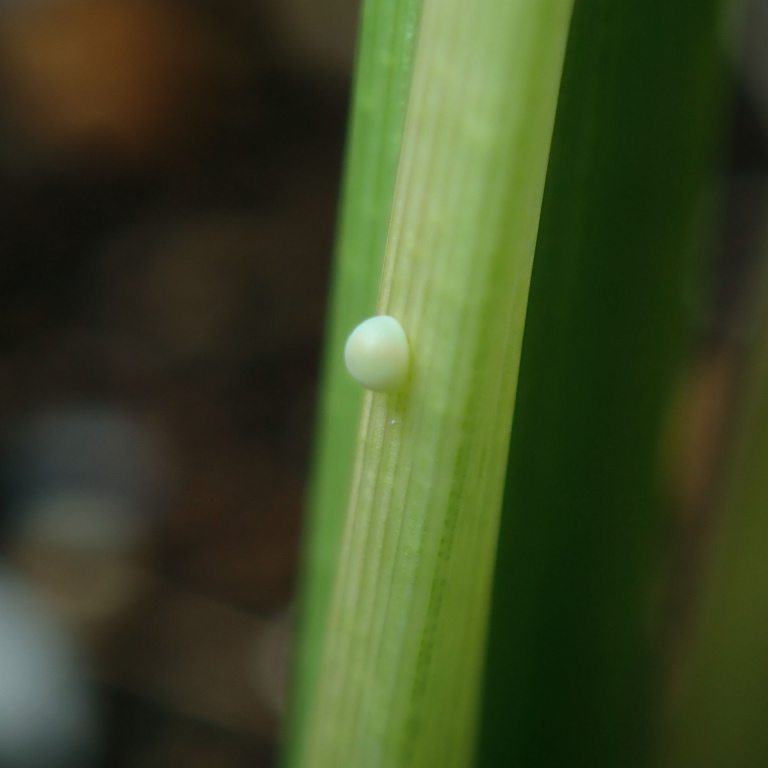 �C�`�����W�Z�Z����