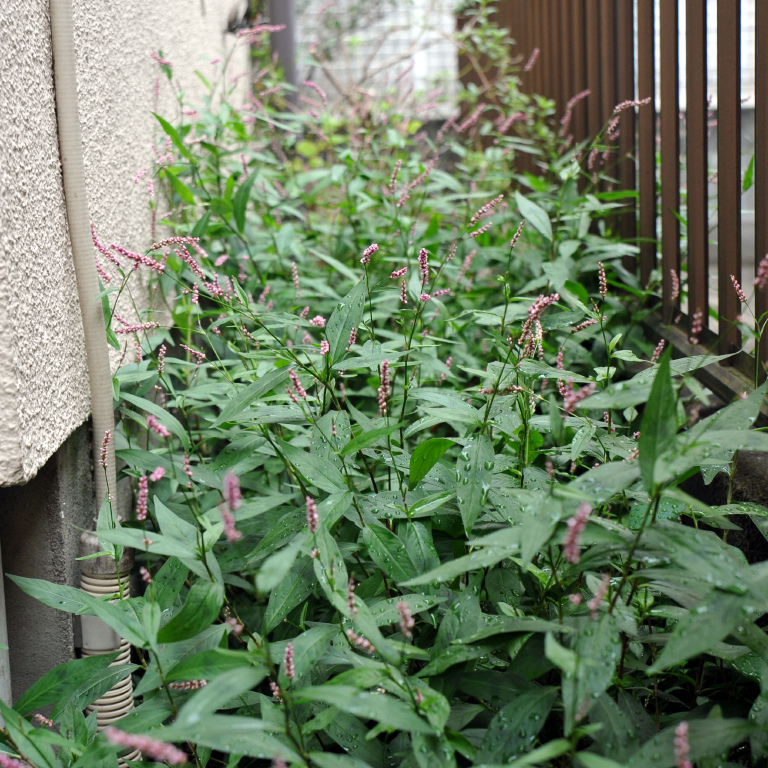 �A�J�}���}