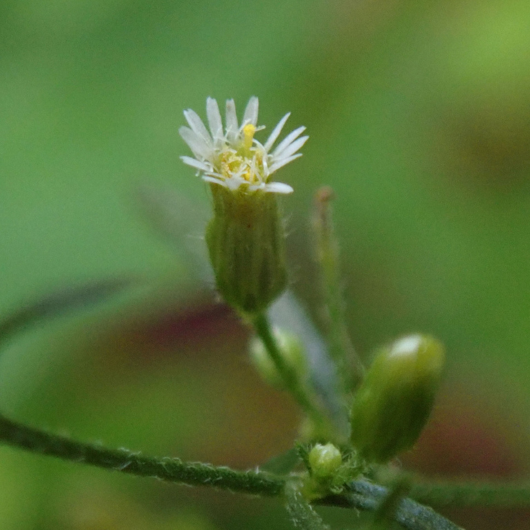 �q�����J�V�����M