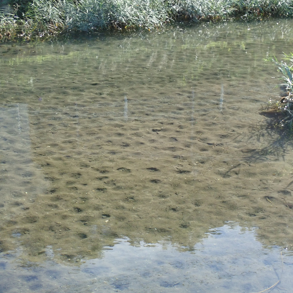 �o���h�I�u�z�[���Y