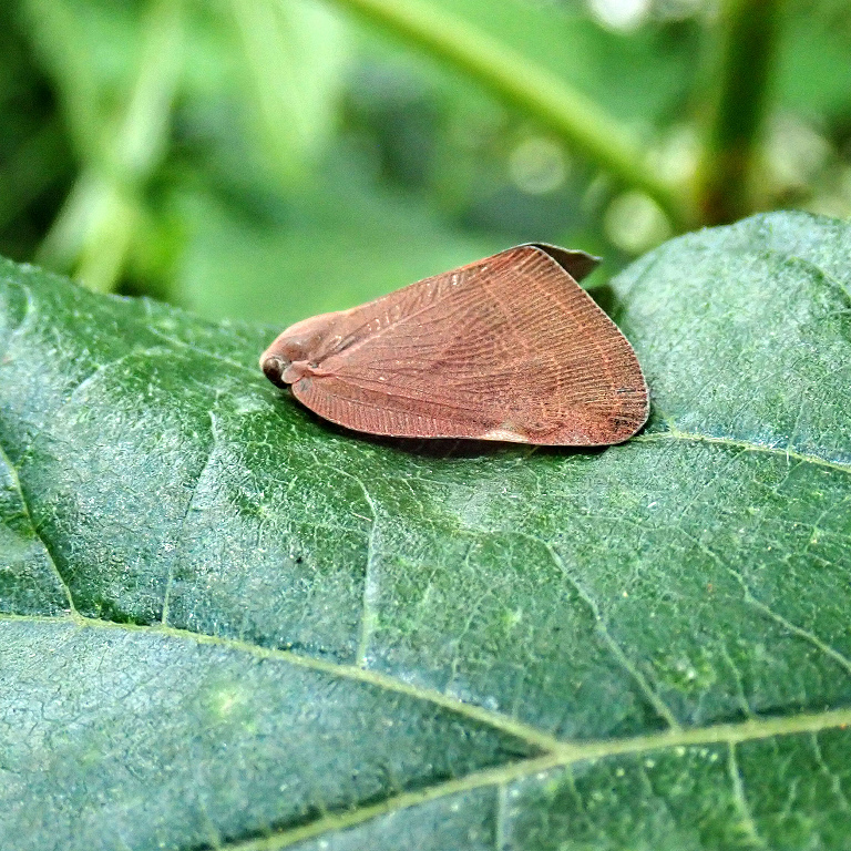 �`���E�S�N�A�~�K�T�n�S����