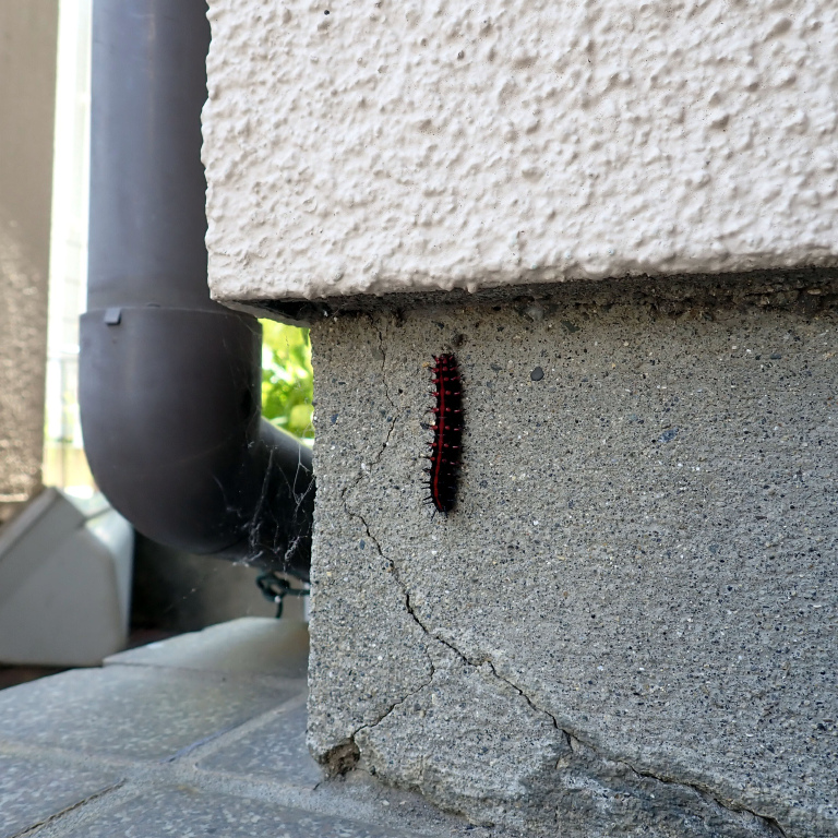 �c�}�O���q���E����