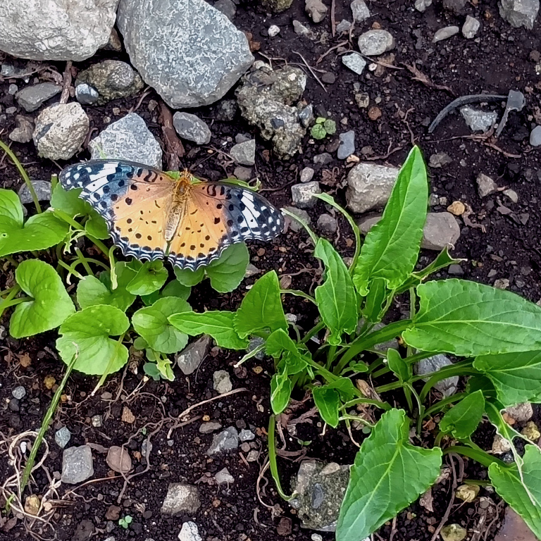 �c�}�O���q���E����